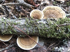 Daedaleopsis confragosa