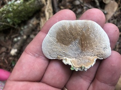 Daedaleopsis confragosa