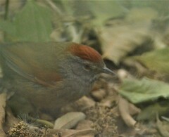 Synallaxis frontalis