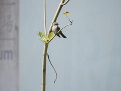 Pyrocephalus rubinus