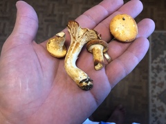 Cantharellus tenuithrix