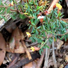 Pultenaea reflexifolia