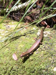 Silvascincus murrayi