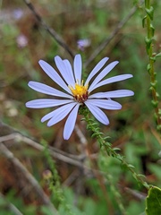Symphyotrichum walteri