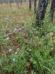 Symphyotrichum walteri