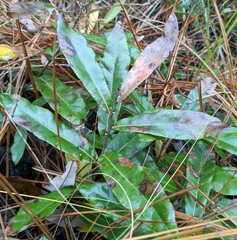 Quercus pumila