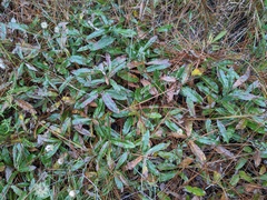 Quercus pumila