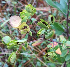 Hypericum crux-andreae