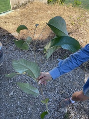 Croton carpostellatus