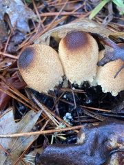 Lepiota magnispora