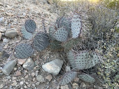 Opuntia macrocentra macrocentra