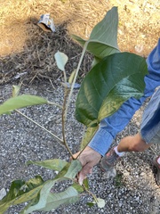 Croton carpostellatus