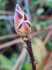 Rhododendron atlanticum