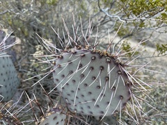 Opuntia macrocentra macrocentra