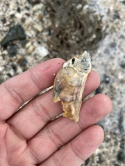 Ostreidae