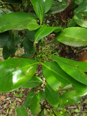Xylocarpus granatum