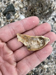 Ostreidae