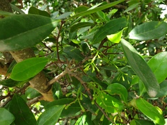 Xylocarpus granatum