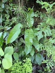 Croton carpostellatus