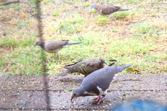 Leucosarcia melanoleuca