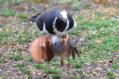 Leucosarcia melanoleuca