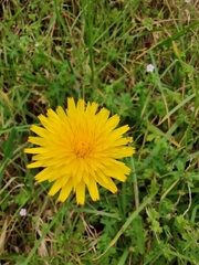 Hypochaeris radicata