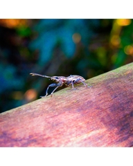 Naupactus xanthographus