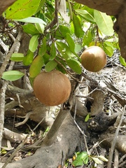 Xylocarpus granatum