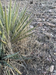 Bouteloua curtipendula