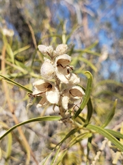 Chilopsis linearis arcuata