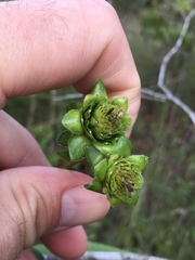 Silphium asteriscus latifolium
