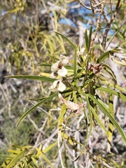 Chilopsis linearis arcuata