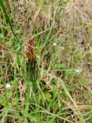 Hypochaeris radicata