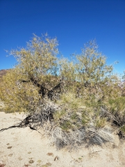 Chilopsis linearis arcuata