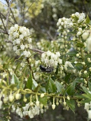 Gaultheria phillyreifolia