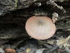 Volvariella