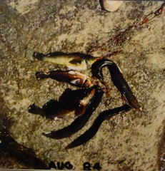 Hexagrammos lagocephalus
