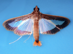Diaphania