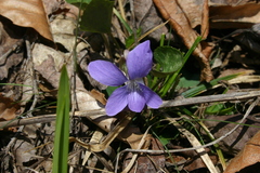 Viola sororia