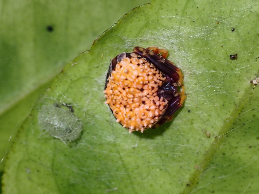 Taczanowskia gustavoi