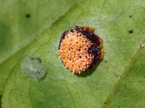 Taczanowskia gustavoi