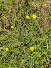 Hypochaeris radicata