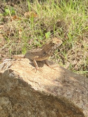 Calotes versicolor