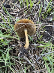 Agrocybe pediades