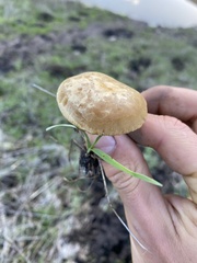 Agrocybe pediades