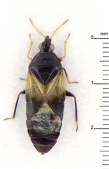 Cimicoidea