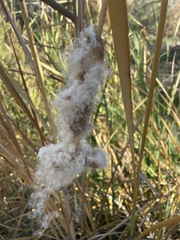 Typha domingensis