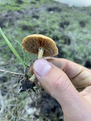 Agrocybe pediades