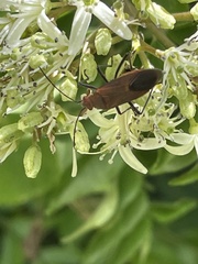 Leptocoris