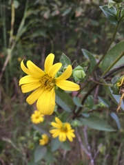 Silphium asteriscus latifolium